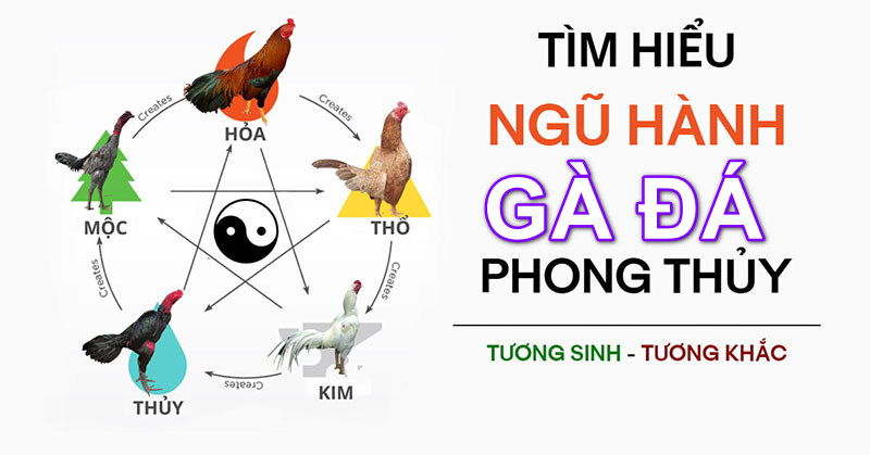 đá gà màu mạng tại Mu88